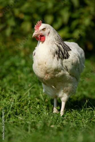 White hen in nature background