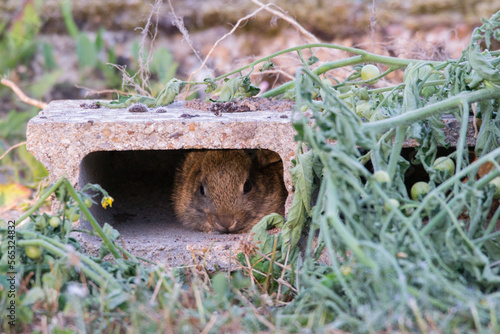 lapin photo