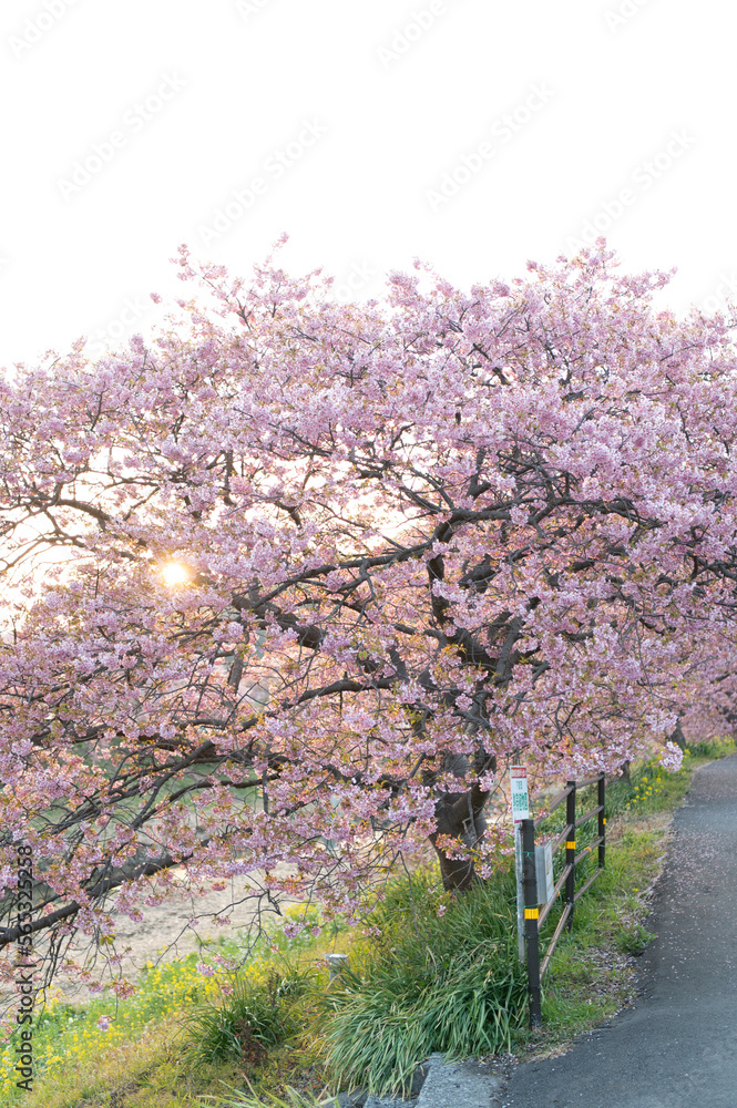 Fototapeta premium 満開の桜 素材