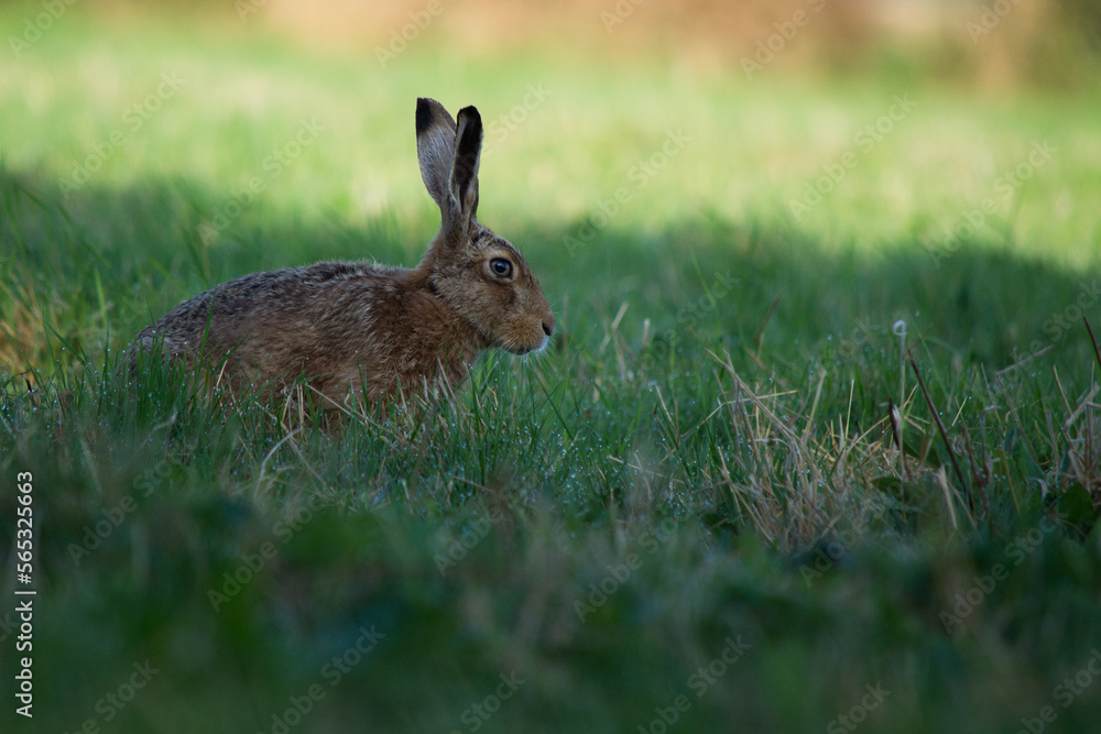 Fototapeta premium lièvre