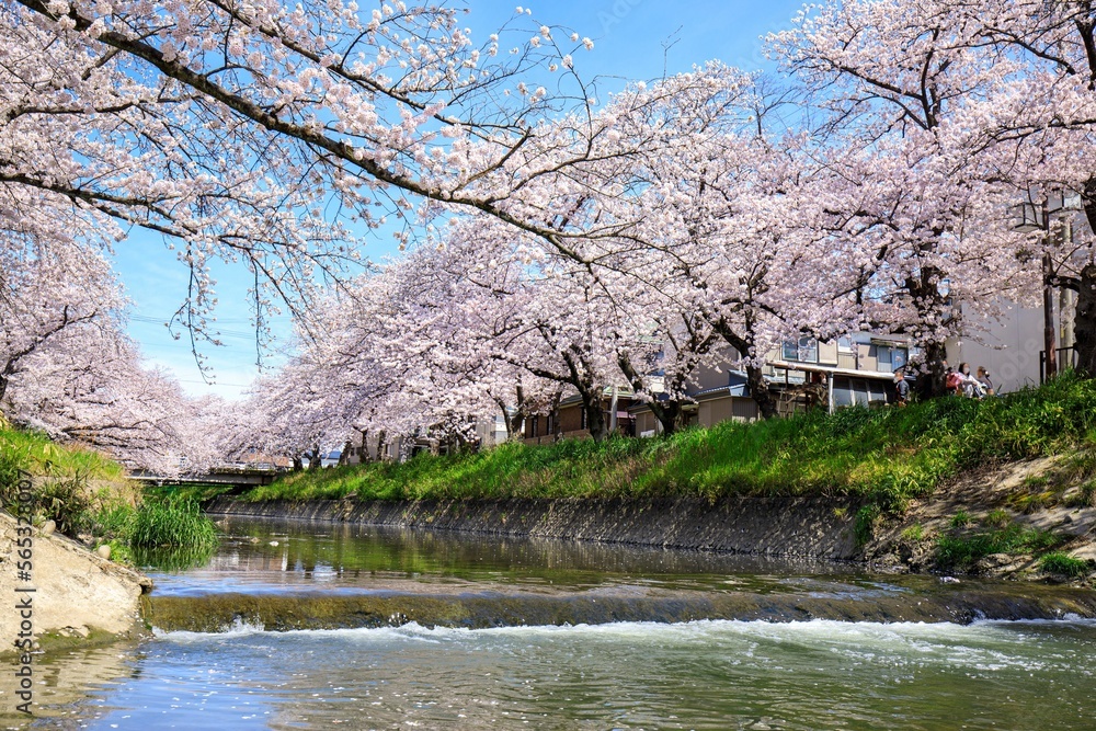 岩倉市 五条川の満開の桜並木 岩倉市 五条川の満開の桜並木