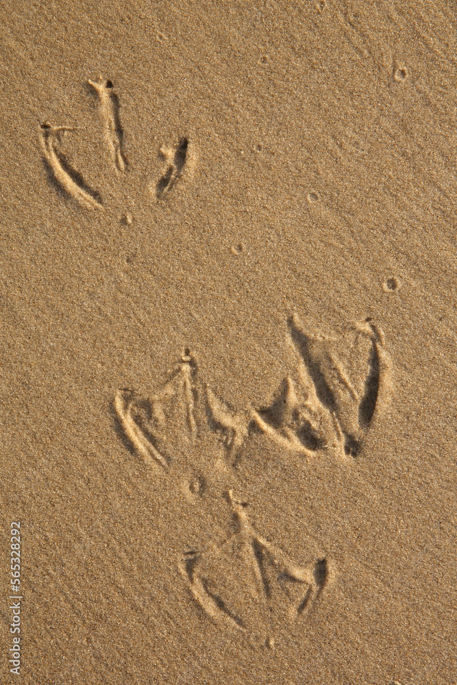 Footprints of a Gull in the sand on the beach
Footprints of a Gull in the sand on the beach