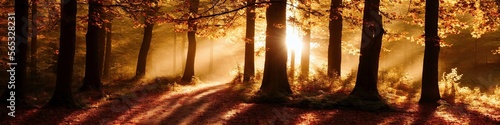 Illustration photo of Autumn forest scene with sunlight shining through the trees, ultrawide