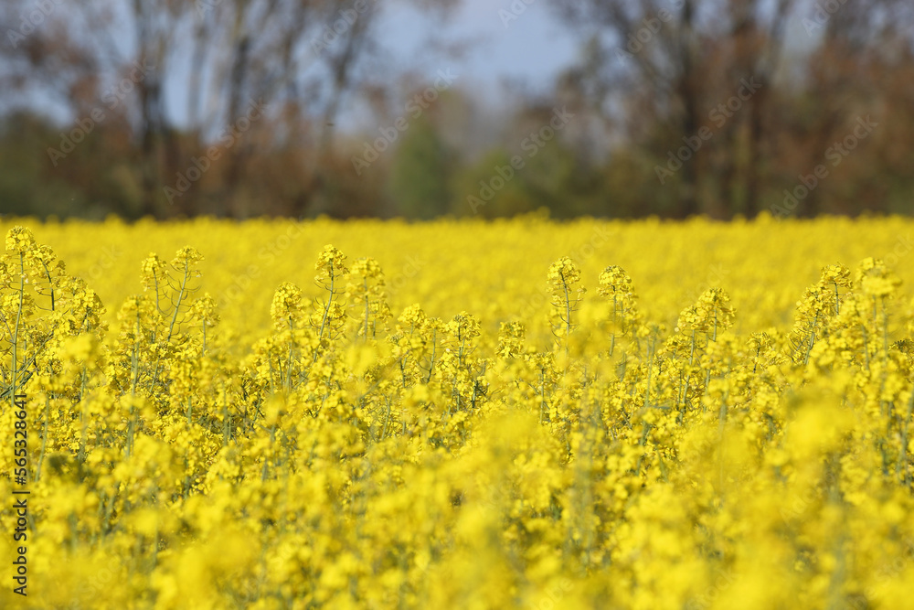 Obraz premium A colorful field of rapeseed 