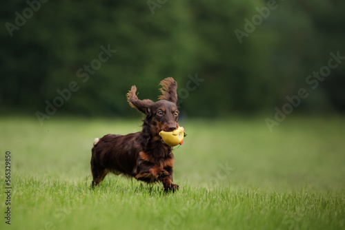 Chocolate longhaired dachshund in nature running on grass with toy. Beautiful dog in the park