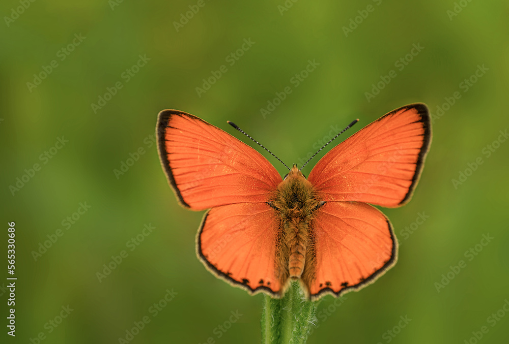 Fototapeta premium Piękny pomarańczowy motyl na łące