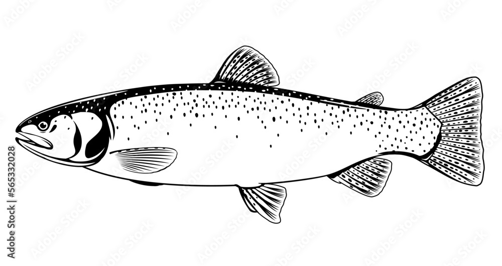 Realistic cutthroat trout fish isolated illustration, one freshwater