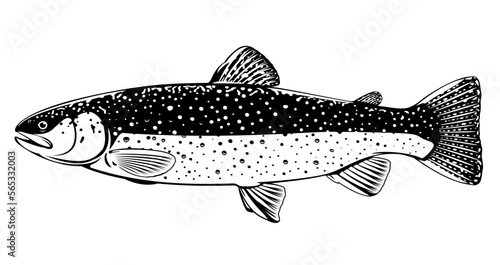 Realistic brook trout fish isolated illustration, one freshwater fish on side view, commercial and recreational fisheries
