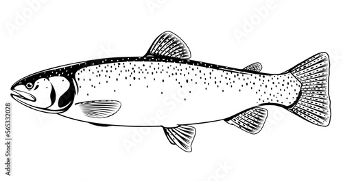 Realistic cutthroat trout fish isolated illustration, one freshwater fish on side view, commercial and recreational fisheries
