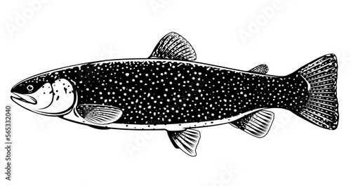 Realistic lake trout fish isolated illustration, one freshwater fish on side view, commercial and recreational fisheries
