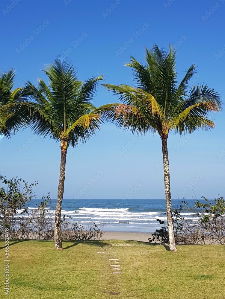 a beautiful grassy field with coconut trees overlooking the sea on a deserted beach a beautiful grassy field with coconut trees overlooking the sea on a deserted beach
