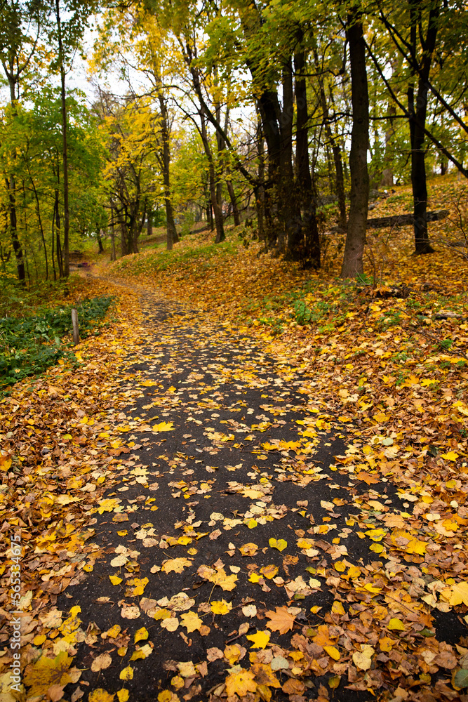 the park path is covered with autumn leaves the park path is covered with autumn leaves