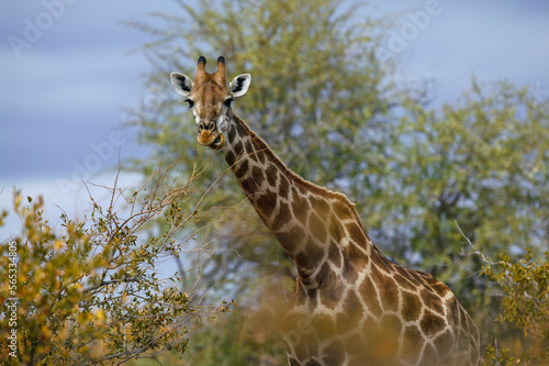South African giraffe or Cape giraffe  Giraffa giraffa  or camelopardalis giraffa . Mashatu  Northern Tuli Game Reserve. Botswana