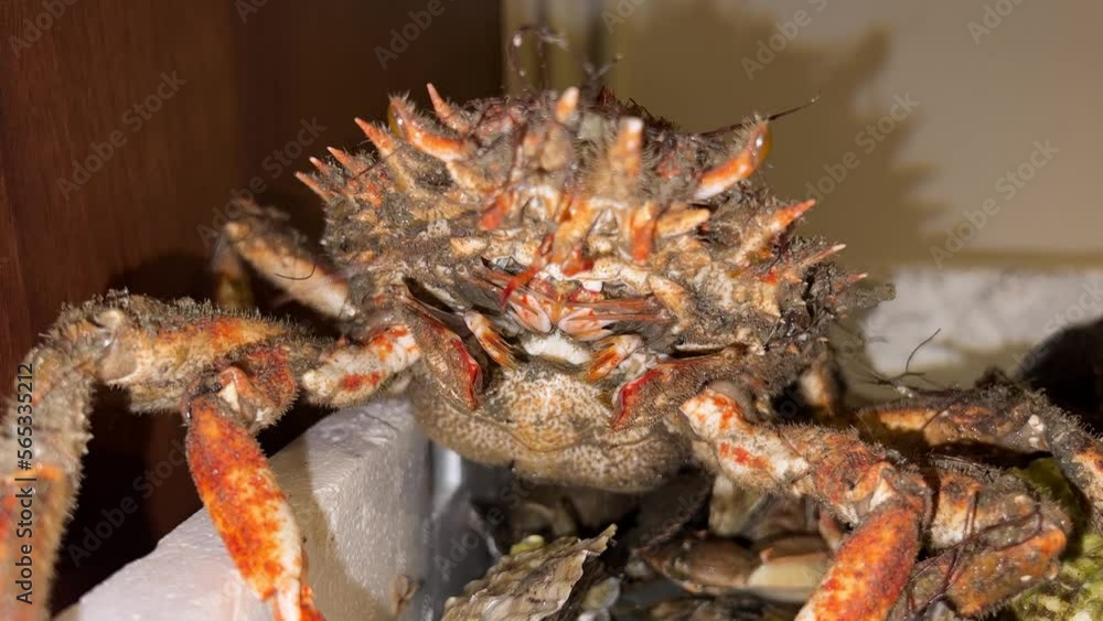 Live crustacean close up in the container Live crustacean close up in the container