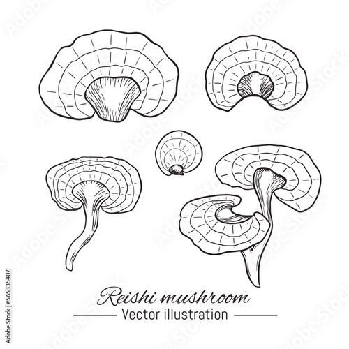 Reishi mushroom hand drawn collection. Superfood sketch on white background. Vector illustration.