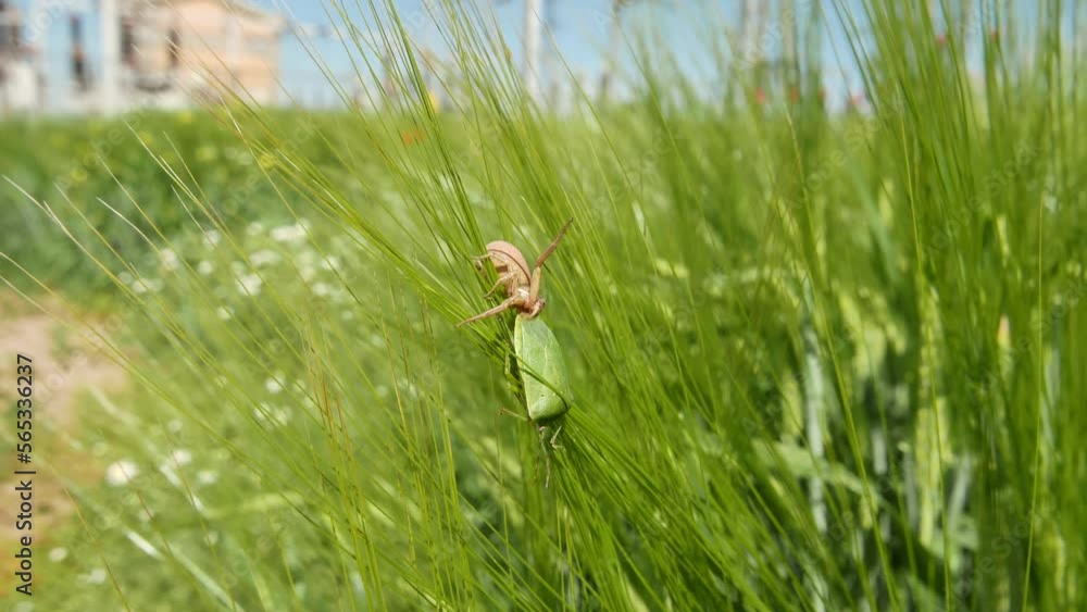 Running crab spider killing green forest bug in barley field Running crab spider killing green forest bug in barley field