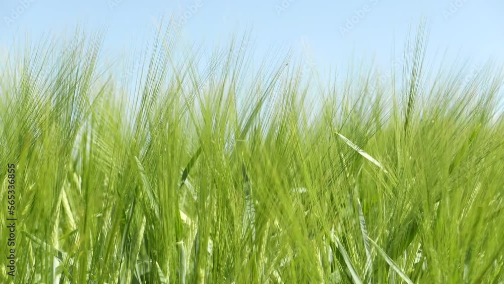 Green unripe cultivated barley (Hordeum Vulgare) field in countryside Green unripe cultivated barley (Hordeum Vulgare) field in countryside