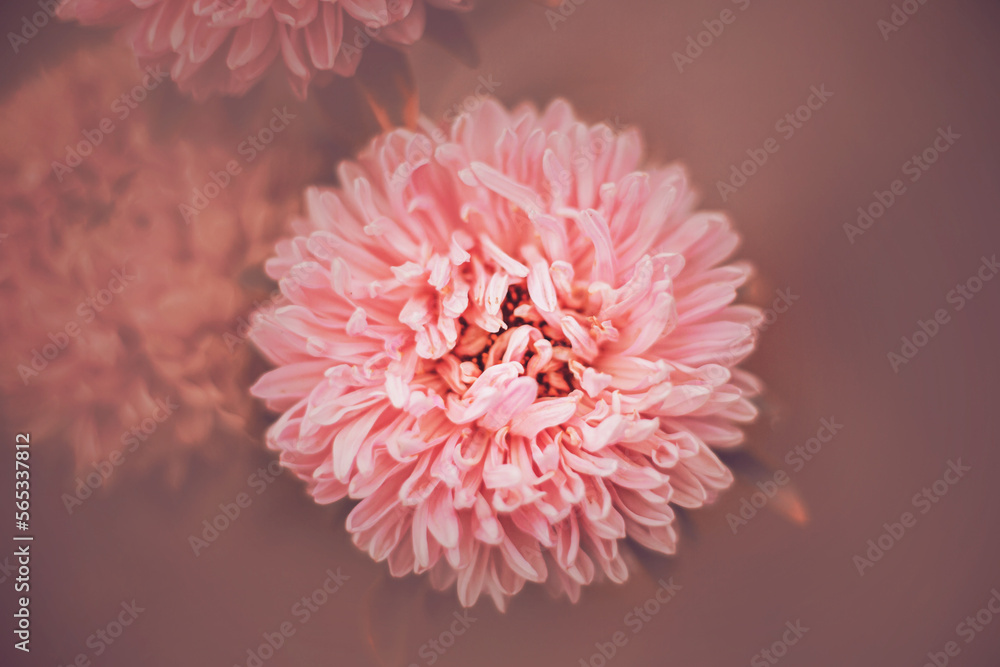 Beautiful delicate pink aster flowers bloom on a summer foggy morning. Beautiful delicate pink aster flowers bloom on a summer foggy morning.