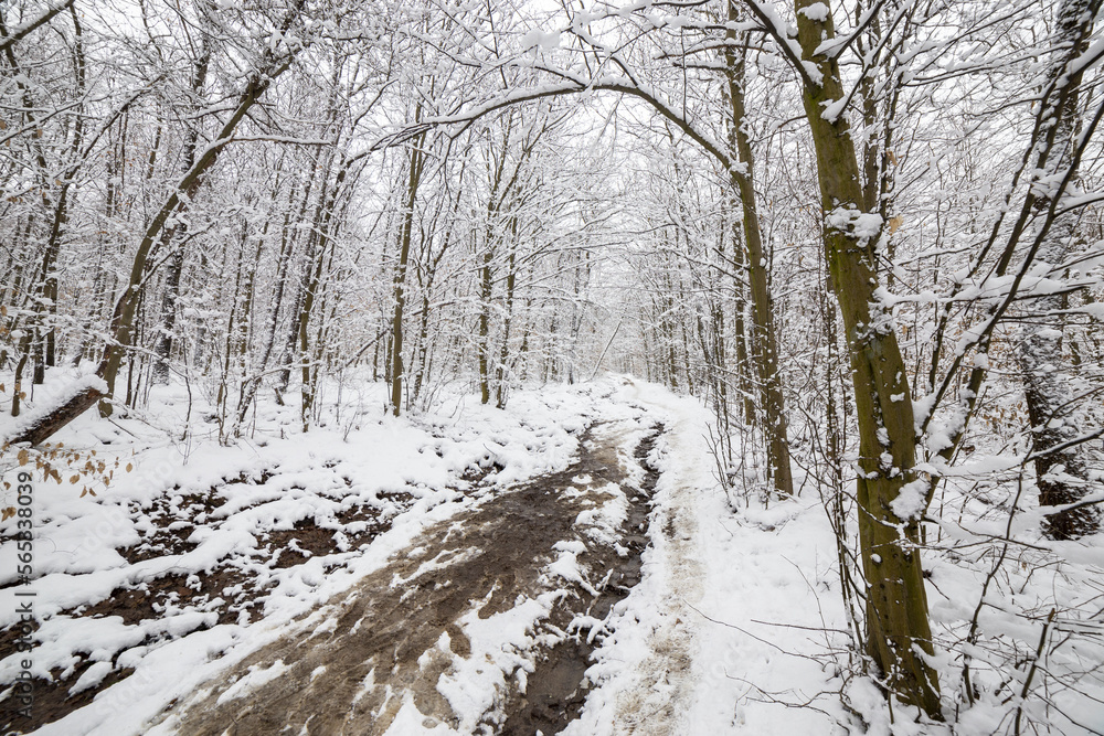 Winter im Wald Winter im Wald