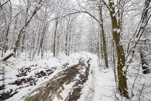 Winter im Wald © tamaslaza3