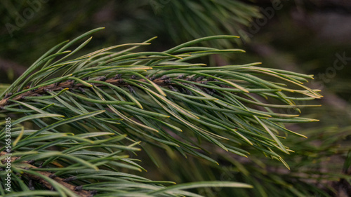 Christmas tree branch. Needles on a Christmas tree. A branch of a coniferous tree. Close to the needles of a coniferous tree