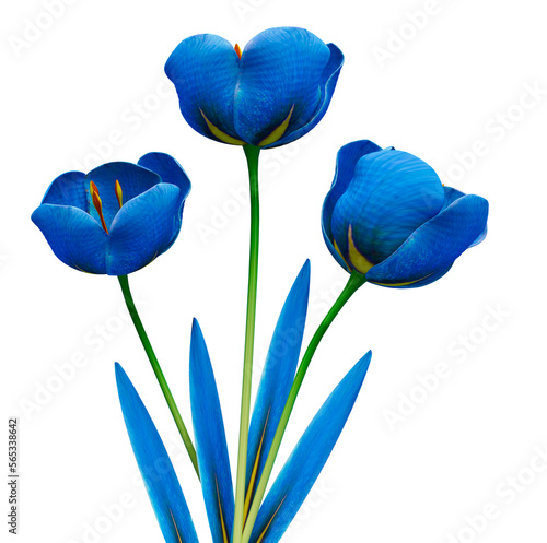 Blue Tulip flower isolated cutout #565338642