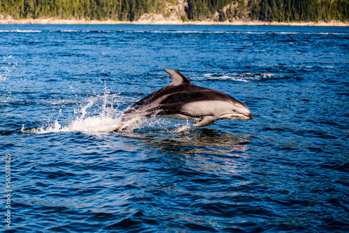 A Pacific white sided Dolphin jumping for joy