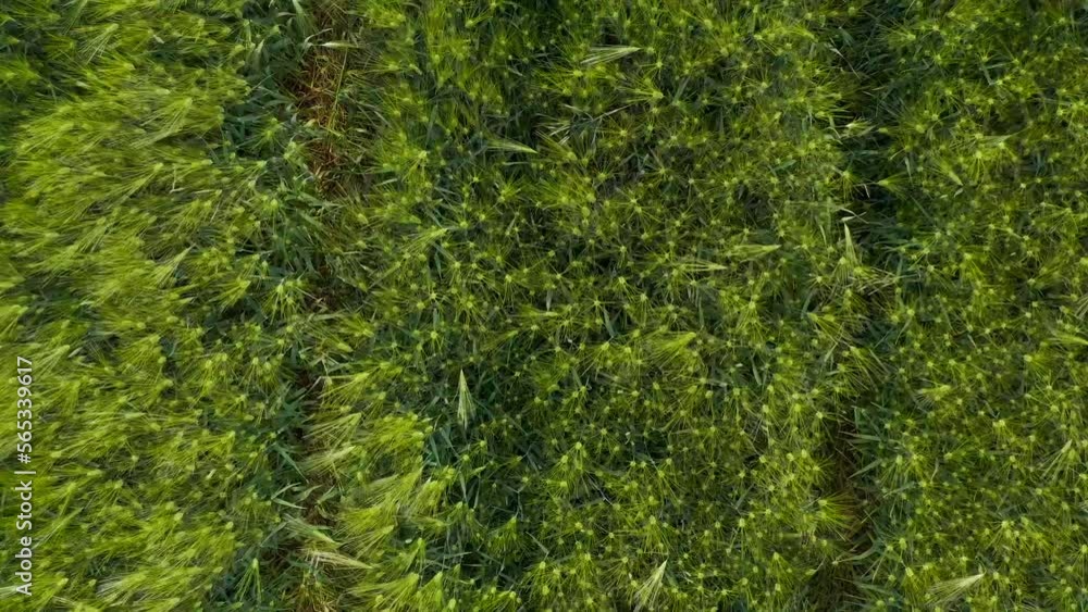 Green unripe barley (Hordeum Vulgare) crops from drone pov Green unripe barley (Hordeum Vulgare) crops from drone pov