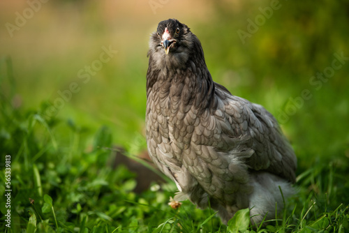 Araucana hen in nature background photo