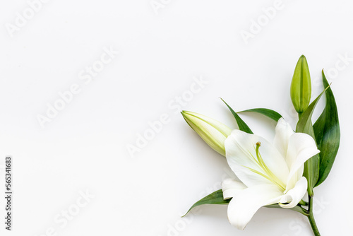 Flowers heads of white lilies. Floral mock up. Mourning or funeral background