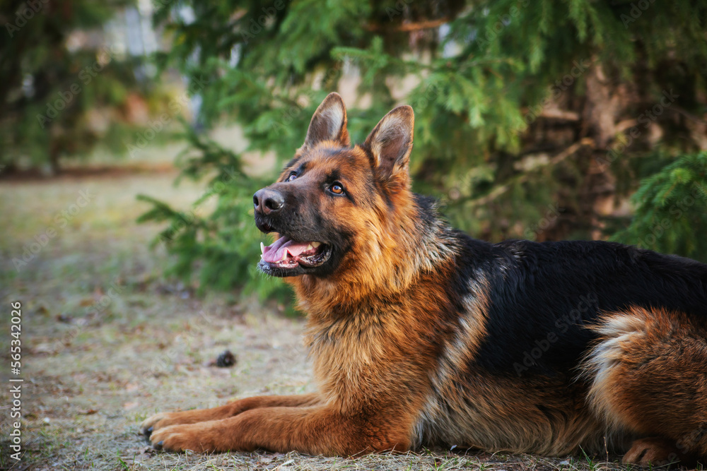 Adult brown German Shepherd in the park near the Christmas tree. Adult brown German Shepherd in the park near the Christmas tree.