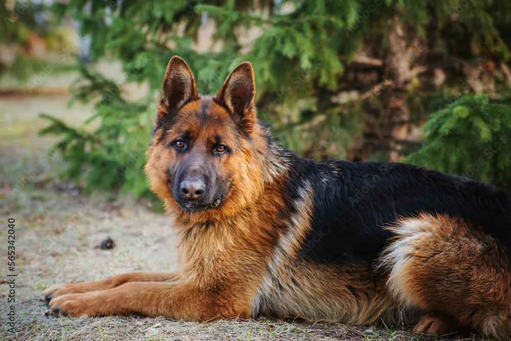 Adult brown German Shepherd in the park near the Christmas tree. Adult brown German Shepherd in the park near the Christmas tree.
