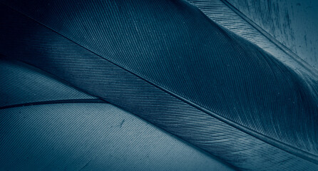 blue feather pigeon macro photo. texture or background
