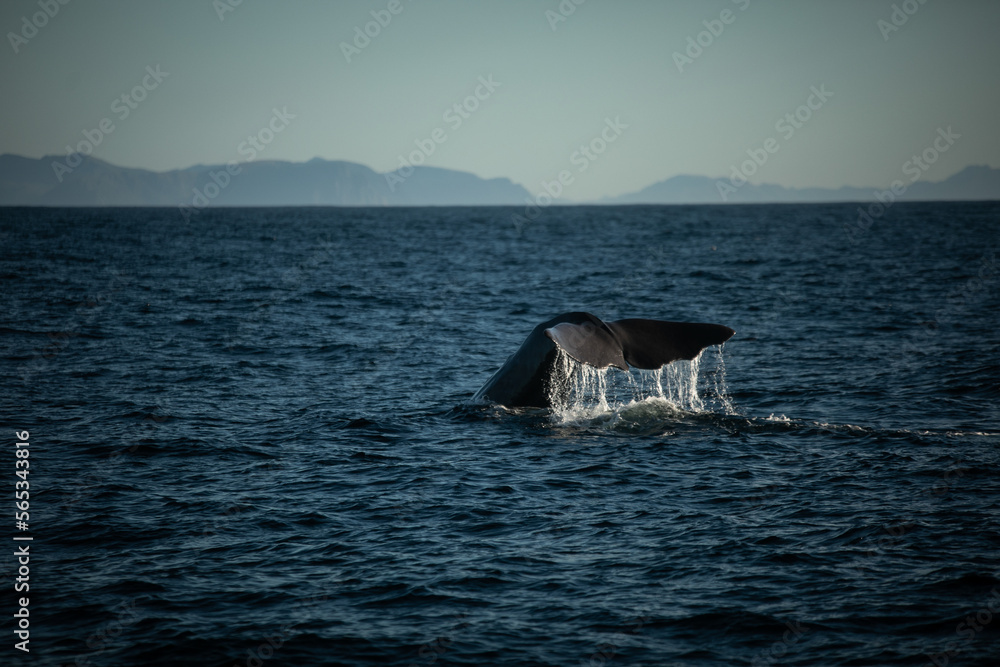 Fototapeta premium Whale