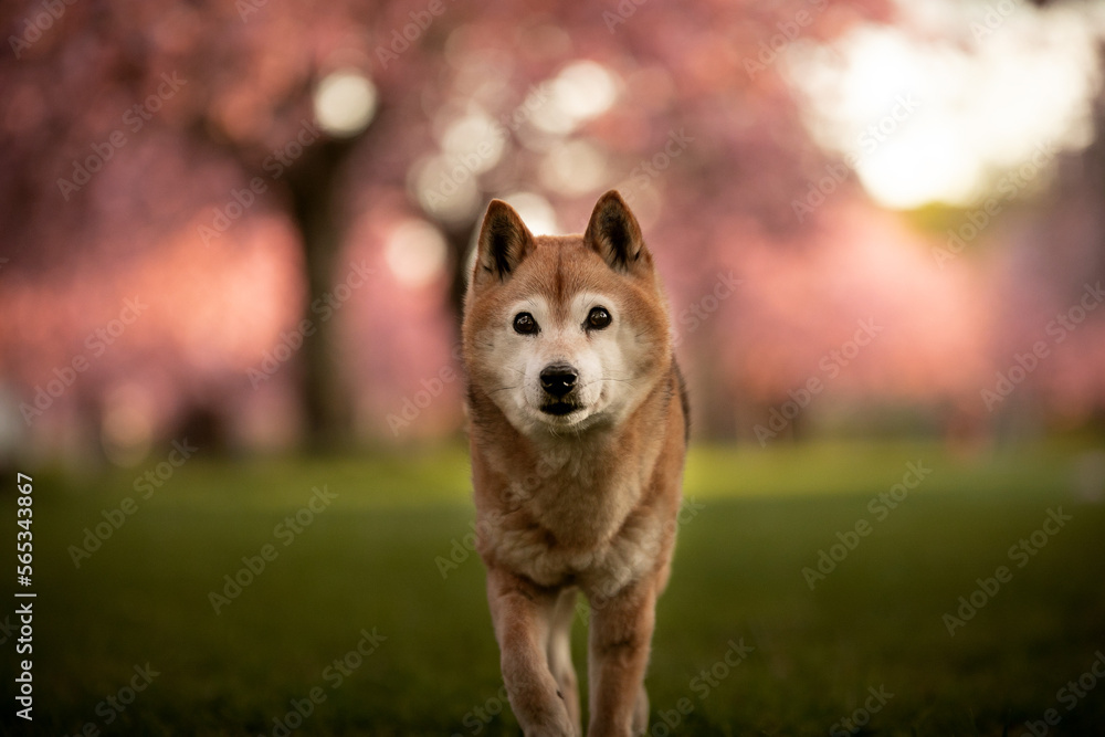 Dog Dog