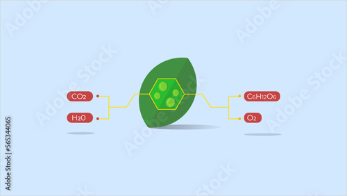 Bild auf Leinwand process of photosynthesis