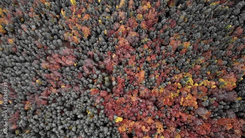 aerial view of a forest in autumn