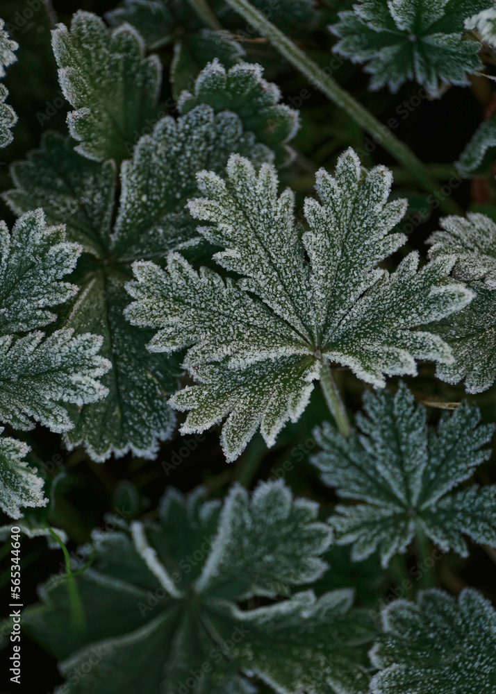 macrophotography of leaves of a plant covered with forest macrophotography of leaves of a plant covered with forest