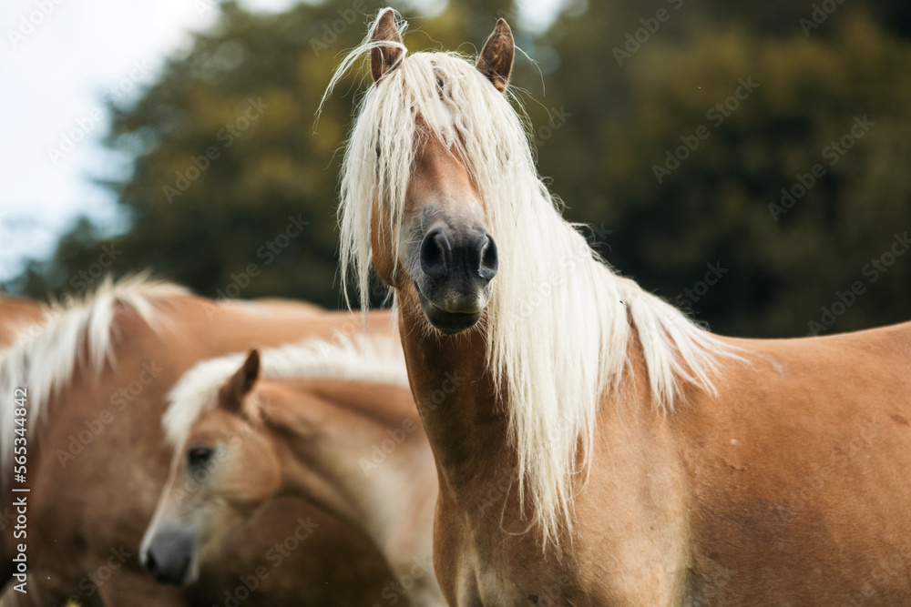 Fototapeta premium Haflinger
