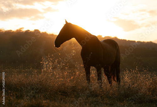 Horse in Sunset