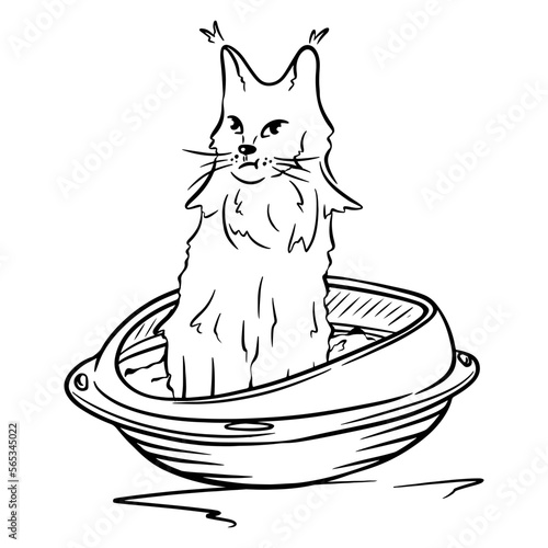 Cat in the cat litter box. Tray for cats. Pet.