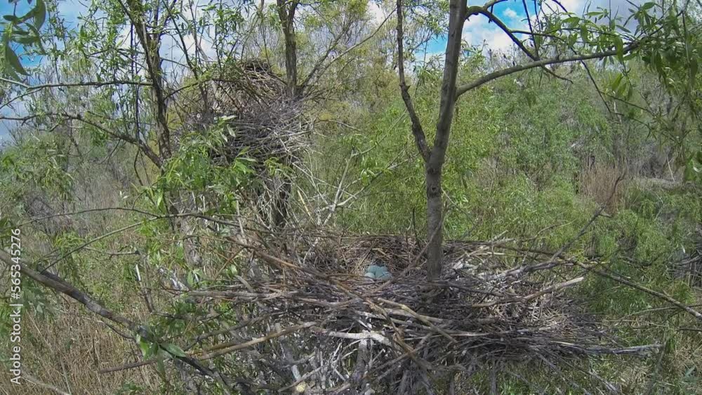 Nest of grey heron (Ardea cinerea) in forest on tree. Watch a collection of footage from life of one grey heron (Ardea cinerea) and her chicks to create movie. Nest of grey heron (Ardea cinerea) in forest on tree. Watch a collection of footage from life of one grey heron (Ardea cinerea) and her chicks to create movie.