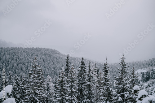 The High Tatras are transformed into a winter wonderland, with a tree resembling a festive Christmas tree in the center of the picture.