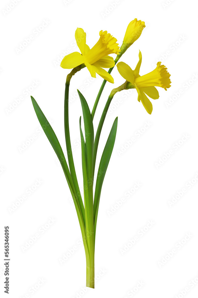 Bouquet of yellow narcissus flowers isolated on white or transparent background - obrazy, fototapety, plakaty 