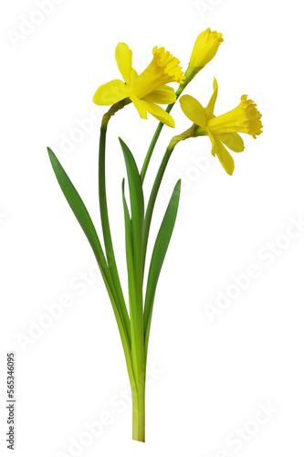 Fotografiet Bouquet of yellow narcissus flowers isolated on white or transparent background