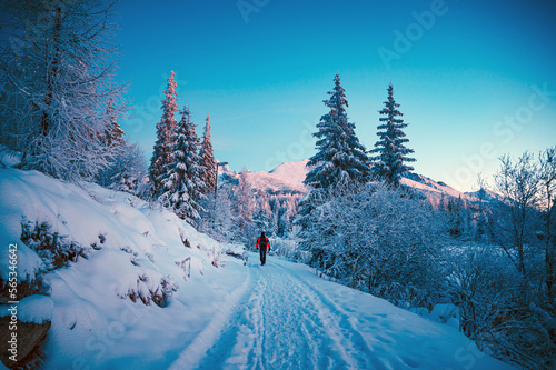 A lone figure traversing a majestic winter wonderland of towering conifers © kovop58