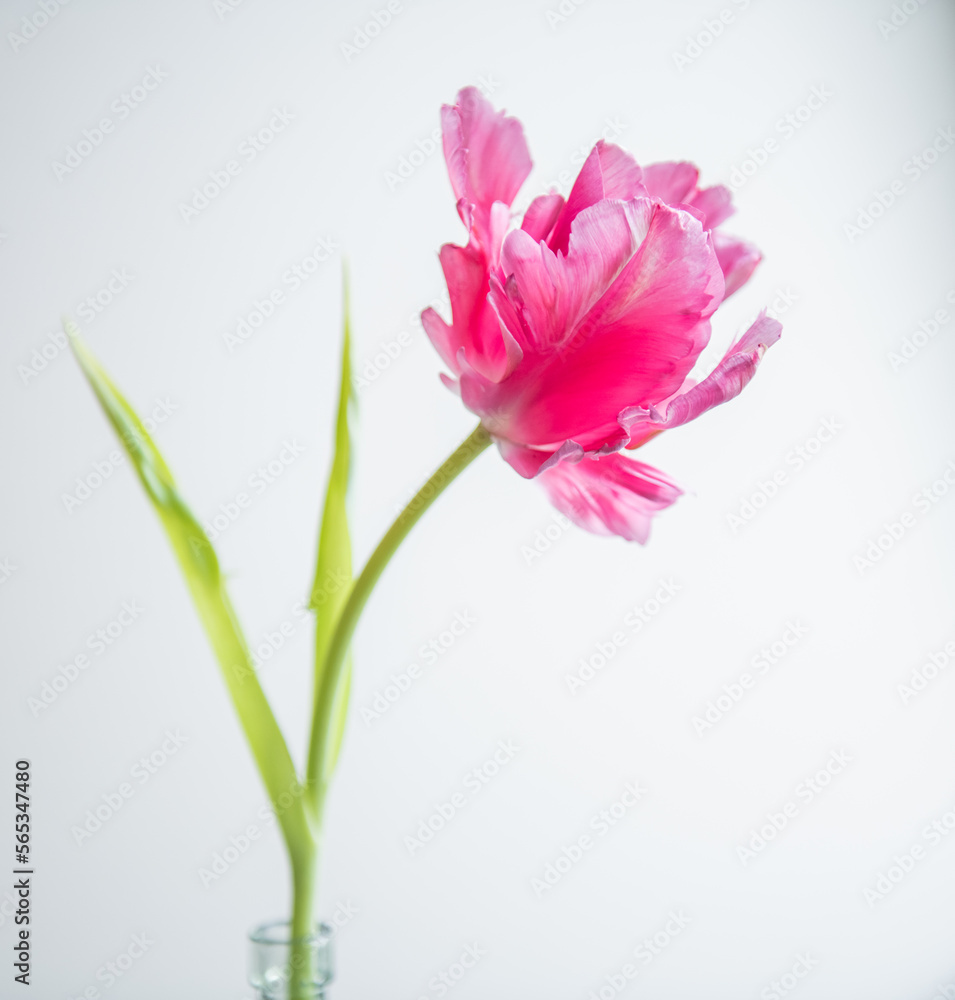 Tulpen in Pink, Nahaufnahme, Frühling