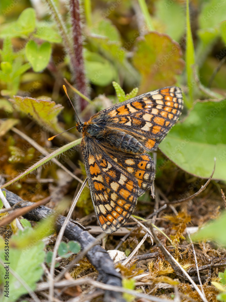 Obraz premium Marsh Fritillary Butterfly Resting in a Meadow
