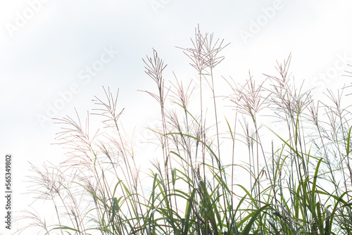 Pampas grass. Reed. Abstract natural background. 