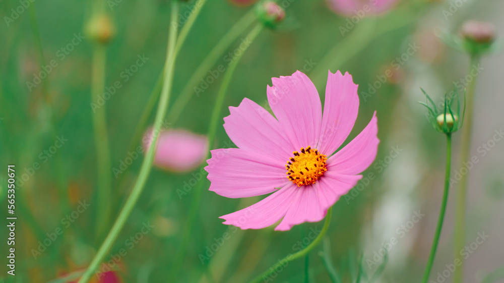 Pink Cosmos flower on a background of green grass. Bright flower close-up. Background, banner.
Pink Cosmos flower on a background of green grass. Bright flower close-up. Background, banner.